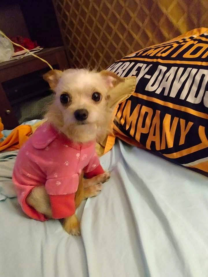 Gidget joined the competition — help win amazing prizes! canidae, carnivore, chihuahua, collar, companion_dog, dog, dog_breed, dog_clothes, dog_supply, fawn, fur, pet_supply, sleeve, snout, sporting_group, tail, toy, toy_dog, whiskers, working_animal