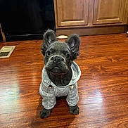 Jedi joined the competition — help win amazing prizes! dog, puppy, french_bulldog, hoodie, clothing, hardwood_floor, kitchen, cabinets, pet, adorable, curious, sitting, ears, black_coat, paws, portrait, indoor, looking_up, small_dog, cute