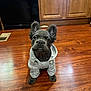 dog, puppy, french_bulldog, hoodie, clothing, hardwood_floor, kitchen, cabinets, pet, adorable, curious, sitting, ears, black_coat, paws, portrait, indoor, looking_up, small_dog, cute