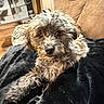 animal, black_blanket, brown_coat, companion, couch, cozy, curious, curly_fur, cute, dog, domestic, fur, furniture, home, indoor, laying_down, looking_at_camera, pet, relaxed, young_dog