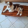 animal_portrait, blue_eyes, brown_white_fur, cabinet, canine, cute, dog, domestic_animal, floor_tiles, fur_pattern, household, indoor, looking_at_camera, pet, puppy, resting, text_overlay, tiled_floor, wooden_table, young_dog