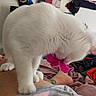 Ella joined the competition — help win amazing prizes! animal, bedroom, blanket, cat, closeup, clothing, fluffy, furry, indoors, messy_background, paws, person, pet, pink_toy, playing, portrait, standing, tattoo, white_cat, white_fur