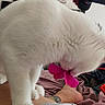 Ella is registered to the contest to win money with this photo: animal, bed, cat, close_up, clothing, curious, feline, fluffy, fur, human_leg, indoors, laundry, paws, pet, pink_toy, playing, tattoo, toy, whiskers, white_cat