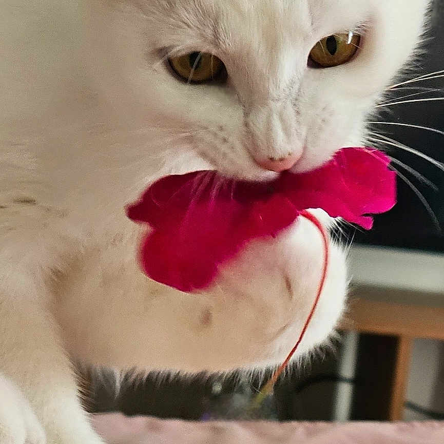 Ella