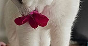 Ella joined the competition — help win amazing prizes! animal, cat, close_up, cozy, curious, ears, feline, flower, fur, indoor, nose, paws, pet, photography, playful, portrait, red_flower, standing, whiskers, white_cat