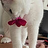animal, cat, close_up, cozy, curious, ears, feline, flower, fur, indoor, nose, paws, pet, photography, playful, portrait, red_flower, standing, whiskers, white_cat