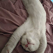 Ella joined the competition — help win amazing prizes! animal, bed, cat, cozy, cute, fluffy, fur, indoor, nap, nose, paws, pet, pink_bedding, portrait, relaxed, sleeping, stretching, upside_down, whiskers, white_cat