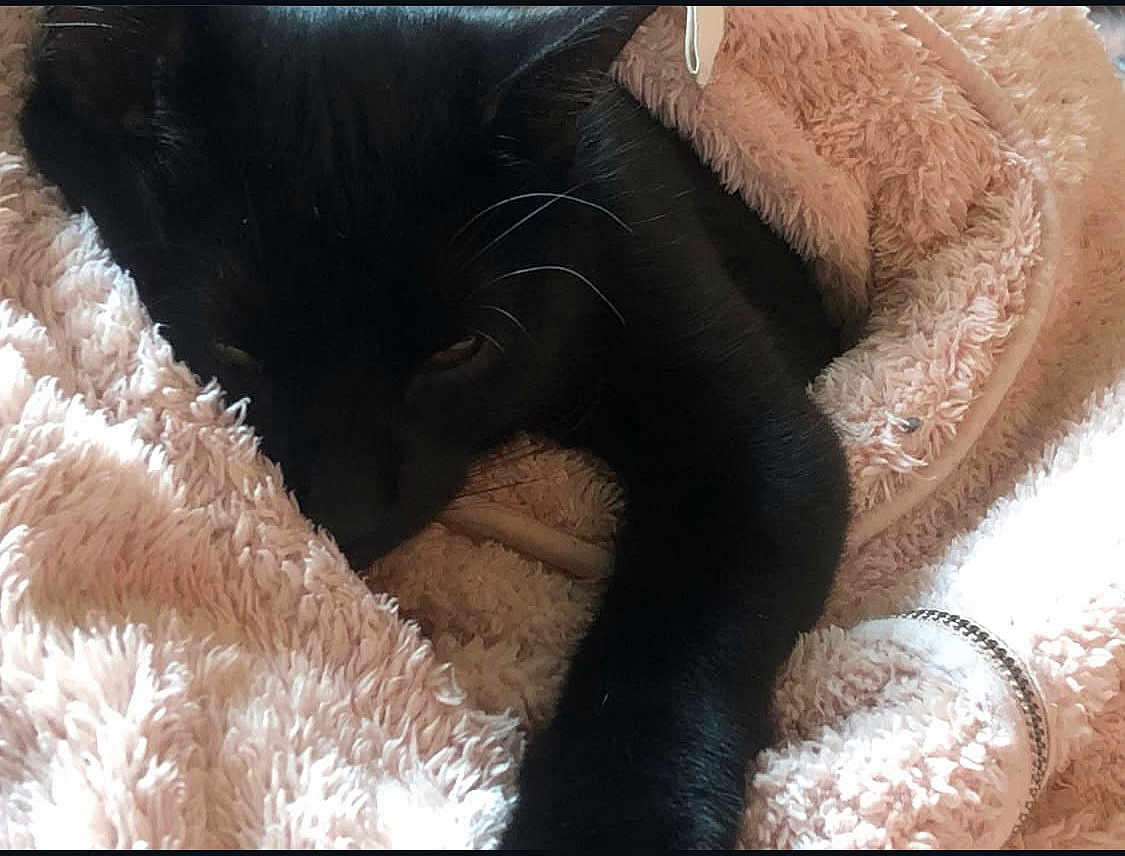 Macavity is registered to the contest to win money with this photo: black_cat, cat, pet, animal, feline, sleeping, resting, cozy, blanket, pink_blanket, fur, paw, cute, indoor, close_up, soft_texture, warm, relaxed, comfort, nap