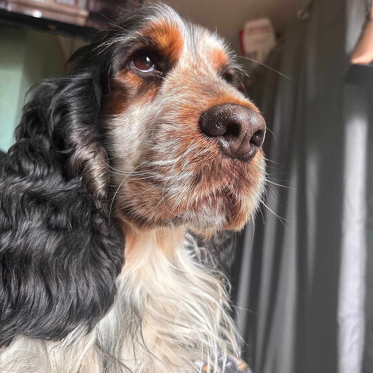 Sunny participe au concours pour gagner de l'argent avec cette photo : animal, canine, cockerspaniel, dog, hound, papillon, person, pet, puppy, snout, terrier