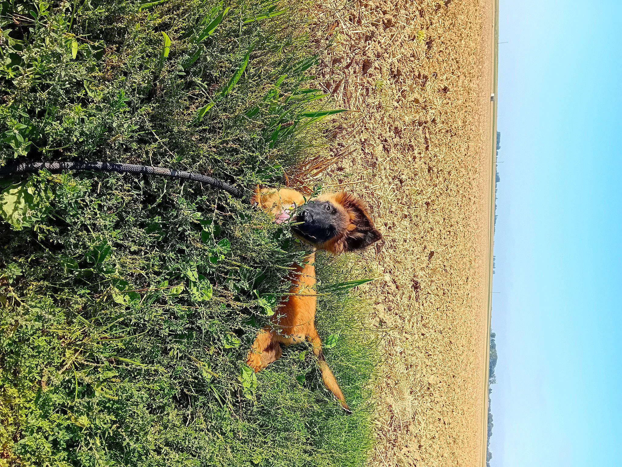 Ruja participe au concours pour gagner de l'argent avec cette photo : branch, carnivore, dog, ecoregion, fawn, grass, groundcover, landscape, people_in_nature, plant, shadow, shrub, sky, soil, terrestrial_animal, tree, trunk, wildlife, wood, woody_plant