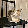 Cookie joined the competition — help win amazing prizes! cat, calico_cat, chair, indoor, pet, animal, feline, cushion, yellow_eyes, whiskers, pink_nose, domestic_cat, relaxed, seated, looking_at_camera, black_chair, white_wall, door, fur, cute