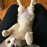 Cookie joined the competition — help win amazing prizes! kitten, cat, pet, animal, fur, whiskers, paws, lap, relaxing, indoor, wooden_floor, cute, young, stretching, looking_up, domestic_animal, feline, soft, adorable, playful