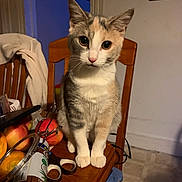 Cookie is registered to the contest to win money with this photo: cat, calico_cat, chair, wooden_chair, table, fruit, apple, can, tape, blanket, indoor, room, calendar, floor, curious, pets, animal, feline, sitting, looking