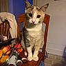 cat, calico_cat, chair, wooden_chair, table, fruit, apple, can, tape, blanket, indoor, room, calendar, floor, curious, pets, animal, feline, sitting, looking