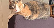 Cookie is registered to the contest to win money with this photo: cat, calico_cat, feline, pet, indoor, purple_chair, furniture, resting, lounging, fur, whiskers, ears, yellow_eyes, domestic_animal, home, shelf, jar, picture_frame, wall, cozy