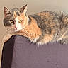 cat, calico_cat, feline, pet, indoor, purple_chair, furniture, resting, lounging, fur, whiskers, ears, yellow_eyes, domestic_animal, home, shelf, jar, picture_frame, wall, cozy