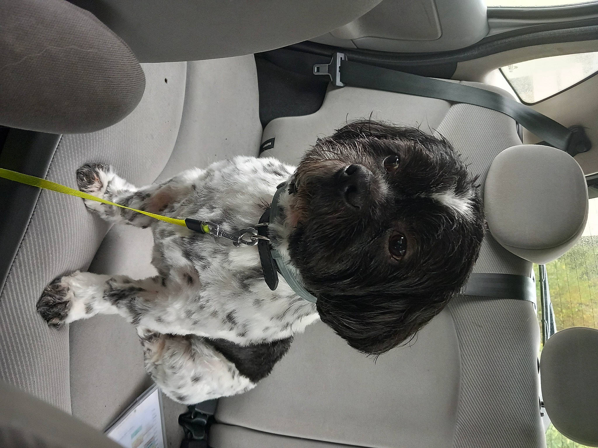 Biscotte a rejoint le concours — aidez-le/la à gagner de superbes lots ! auto_part, automotive_design, automotive_exterior, automotive_tire, automotive_window_part, car, car_seat, car_seat_cover, family_car, glass, head_restraint, luxury_vehicle, motor_vehicle, personal_luxury_car, steering_part, steering_wheel, stuffed_toy, vehicle, vehicle_door, windshield