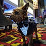 animal, attentive, bow_tie, carpet, chandelier, colorful, curious, decor, dog, event, formal_clothing, furniture, indoor, lobby, patterned, people, pet, seated, small_dog, tuxedo