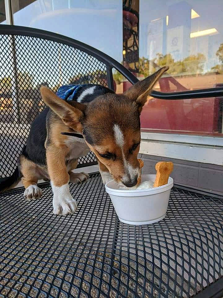 Scooter is registered to the contest to win money with this photo: beagle, canidae, carnivore, companion_dog, dog, dog_breed, fawn, mammal, puppy, side_dish, vertebrate