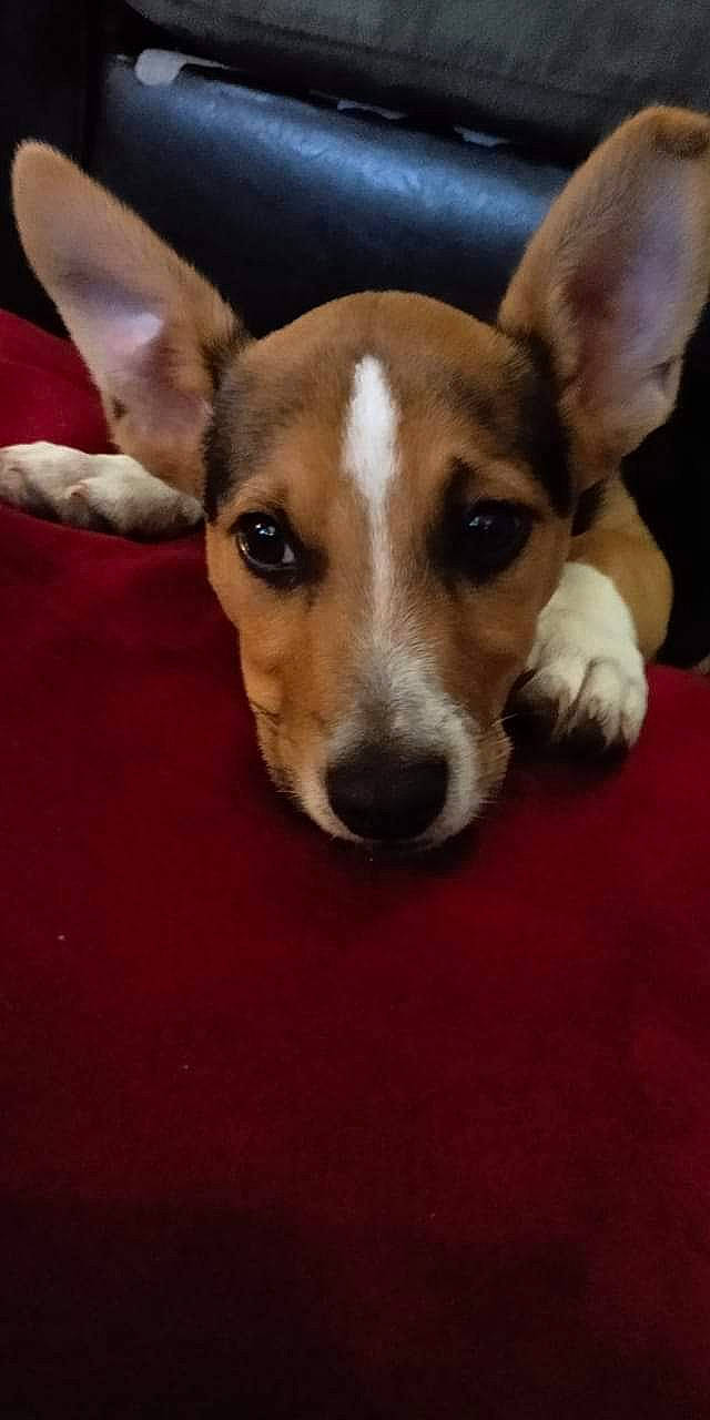 Scooter is registered to the contest to win money with this photo: canidae, carnivore, companion_dog, corgi_chihuahua, dog, dog_breed, fawn, feist, fox_terrier, irishjacks, mammal, miniature_fox_terrier, rare_breed_dog, rat_terrier, russell_terrier, smooth_fox_terrier, snout, teddy_roosevelt_terrier, tenterfield_terrier, vertebrate