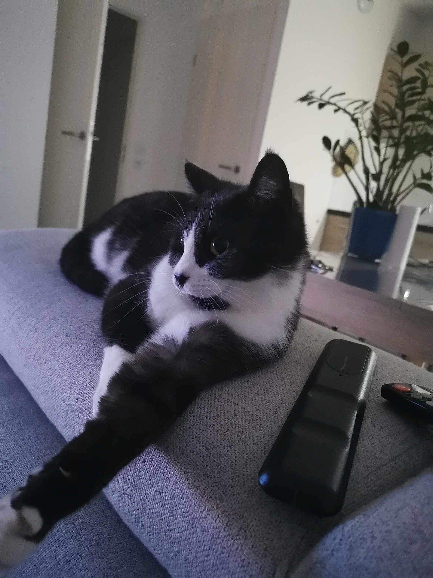 Goa a rejoint le concours — aidez-le/la à gagner de superbes lots ! cat, black_and_white, feline, pet, indoor, couch, remote_control, stretching, relaxed, home_interior, plant, furniture, door, table, living_room, domestic_animal, resting, fur, whiskers, paw