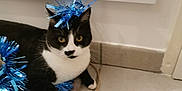 Goa a rejoint le concours — aidez-le/la à gagner de superbes lots ! cat, tuxedo_cat, black_and_white, tinsel, blue_tinsel, floor, tile_floor, rope, pet, indoor, animal, curious, close_up, playful, decorations, feline, whiskers, ears, paw, resting