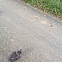 Eyka a rejoint le concours — aidez-le/la à gagner de superbes lots ! kitten, gray_cat, road, asphalt, grass, outdoor, animal, pet, small, fur, nature, cute, sitting, three, young, wildlife, daylight, calm, feline, playful