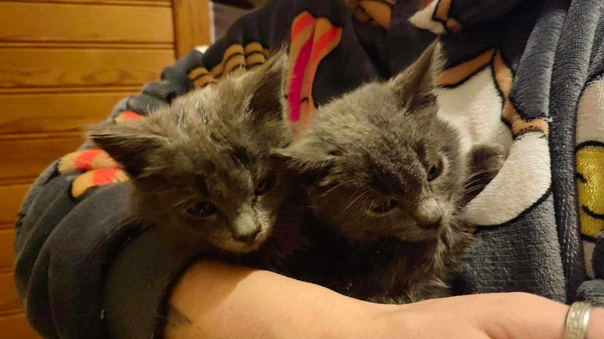 Eyka participe au concours pour gagner de l'argent avec cette photo : kitten, cat, animal, pet, feline, gray, fur, cute, snuggle, blanket, human_arm, cozy, indoor, closeup, soft, young, small, comfort, resting, warm