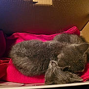 Eyka a rejoint le concours — aidez-le/la à gagner de superbes lots ! kitten, cat, sleeping, cardboard_box, blanket, red_blanket, cozy, fur, pet, animal, indoor, resting, cute, small, young, feline, domestic_cat, soft, warm, snuggled