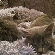 Mysti participe au concours pour gagner de l'argent avec cette photo : kitten, cat, animal, pet, furry, sleeping, resting, cozy, blanket, fluffy, cute, domestic, fur, closeup, indoor, soft, relaxed, young, two, nest