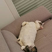 Skyy participe au concours pour gagner de l'argent avec cette photo : cat, indoor, couch, relaxed, white_cat, tabby_tail, pet, feline, sleeping_position, cozy, window_blind, furniture, domestic_animal, resting, paw, whiskers, fur, cute, animal, home