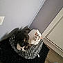 Skyy a rejoint le concours — aidez-le/la à gagner de superbes lots ! cat, cats, pet_bed, gray, black_rug, floor, corner, white_cat, dark_cat, indoor, cozy, relaxed, feline, fur, animal, resting, home, wall, furniture, sleeping