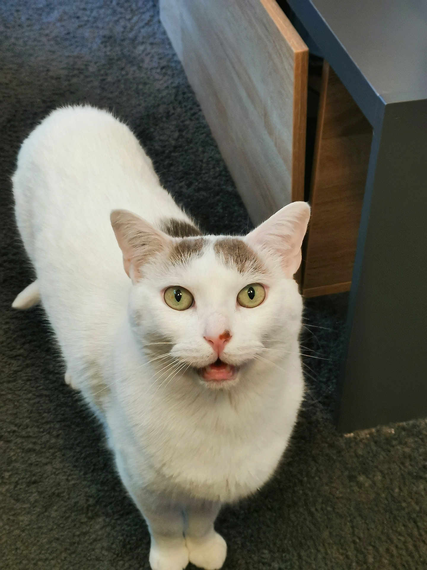 Skyy participe au concours pour gagner de l'argent avec cette photo : cat, white_cat, green_eyes, curious, indoor, carpet, furniture, wooden, gray_patch, pet, animal, whiskers, ears, mouth_open, looking_up, cute, domestic, fur, standing, floor