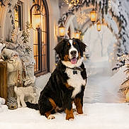 Aïka a rejoint le concours — aidez-le/la à gagner de superbes lots ! dog, bernese_mountain_dog, winter, snow, plush_toys, polar_bears, holiday_decorations, pine_cones, lights, snowy_trees, wooden_crate, festive, indoor, smiling, tongue_out, decor, fluffy, cute, seasonal, warm_lighting