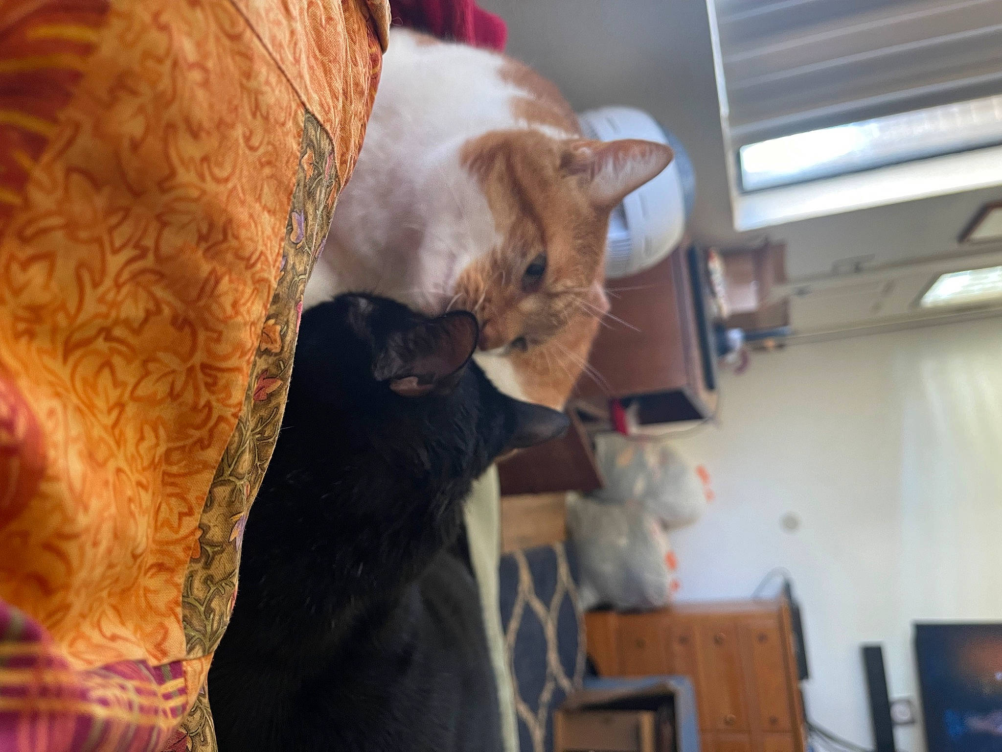 Tokyo is registered to the contest to win money with this photo: carnivore, cat, cat_supply, chair, claw, comfort, domestic_short_haired_cat, fawn, felidae, fur, nap, room, small_to_medium_sized_cats, tail, whiskers, window, wood