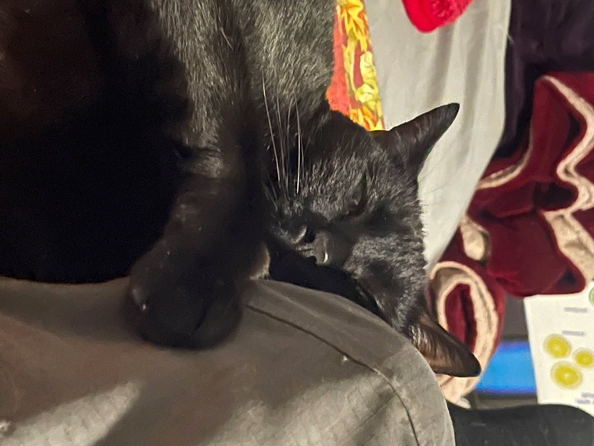 Tokyo is registered to the contest to win money with this photo: black_cat, carmine, carnivore, cat, claw, comfort, domestic_short_haired_cat, ear, event, felidae, fur, grey, human_leg, linens, sleeve, small_to_medium_sized_cats, snout, t_shirt, tail, whiskers