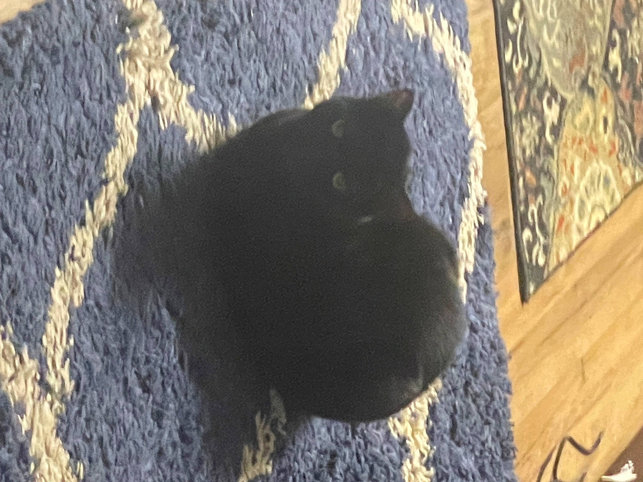 Tokyo joined the competition — help win amazing prizes! carnivore, cat, domestic_short_haired_cat, felidae, fur, grass, grey, mammal, road_surface, shadow, small_to_medium_sized_cats, snout, soil, tail, terrestrial_animal, tints_and_shades, tree, vertebrate, whiskers, wood