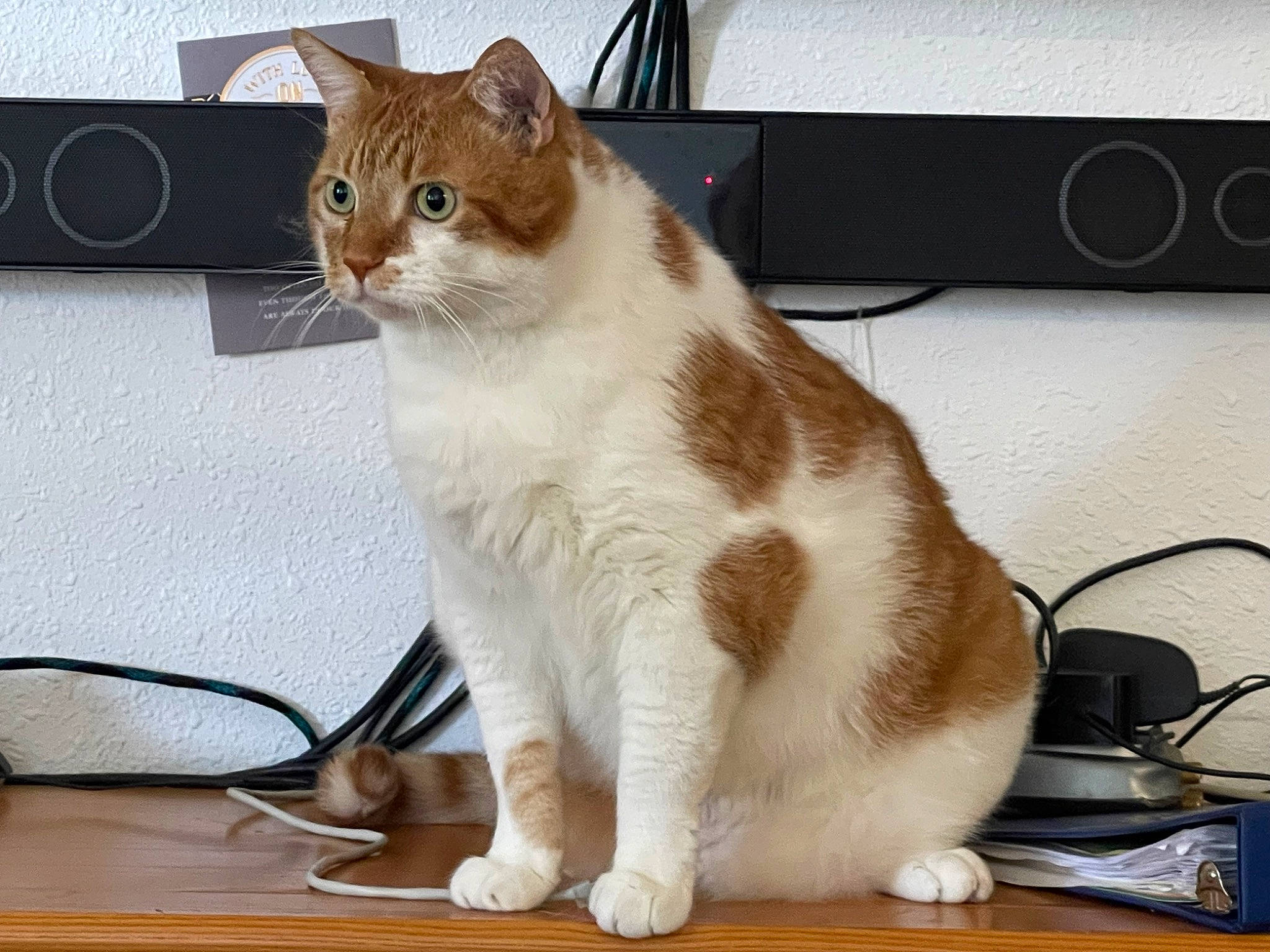 Jackson joined the competition — help win amazing prizes! carnivore, cat, claw, domestic_short_haired_cat, fawn, felidae, fur, home_appliance, input_device, paw, peripheral, sitting, small_to_medium_sized_cats, snout, tail, whiskers, wood