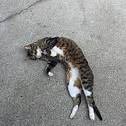 Tabitha is registered to the contest to win money with this photo: cat, tabby, white_paws, lying_down, outdoor, concrete, crack, relaxed, pet, animal, feline, stretching, pavement, ground, domestic_cat, cute, whiskers, tail, fur, daylight