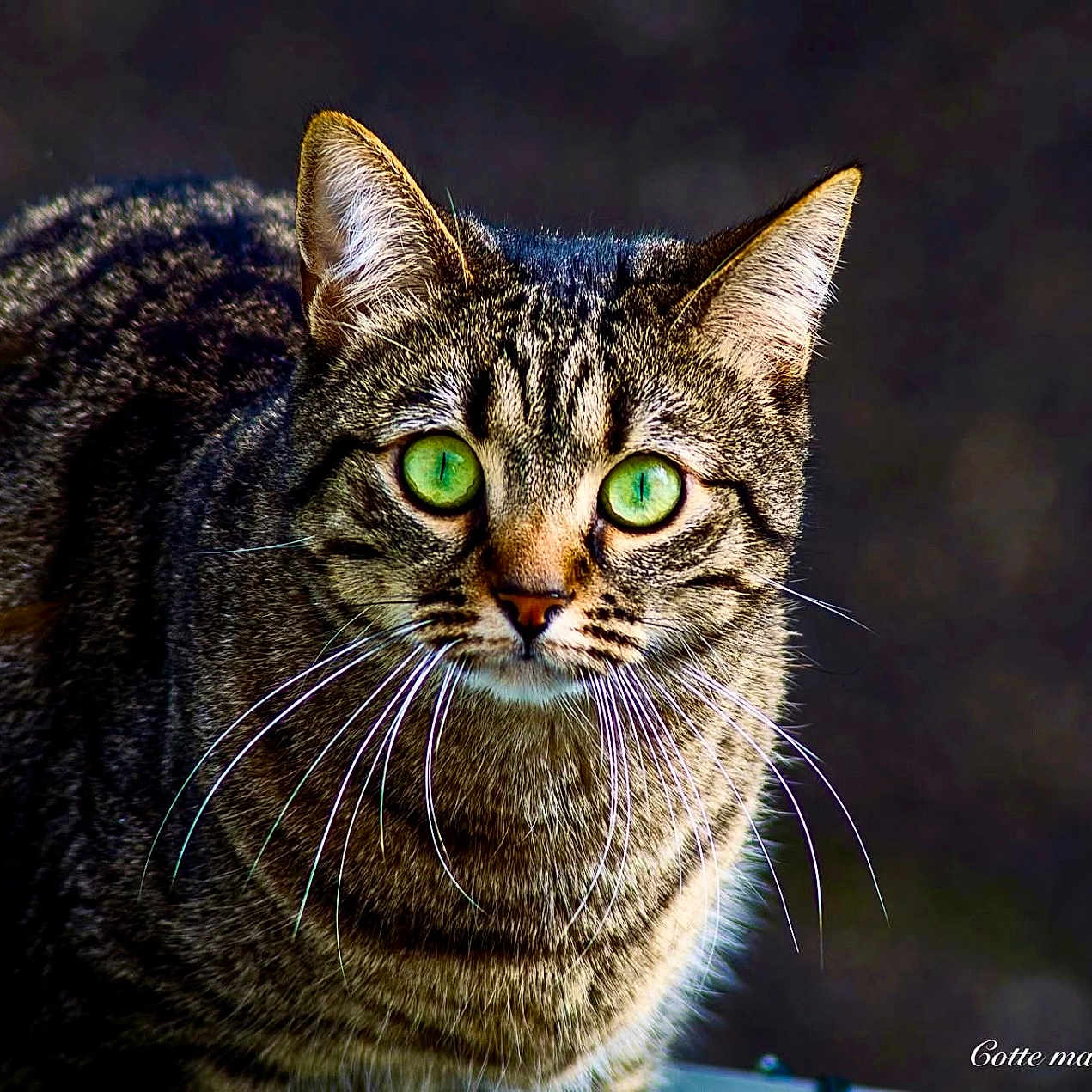 Tigrou participe au concours pour gagner de l'argent avec cette photo : abyssinian, animal, cat, egyptiancat, kitten, manx, pet