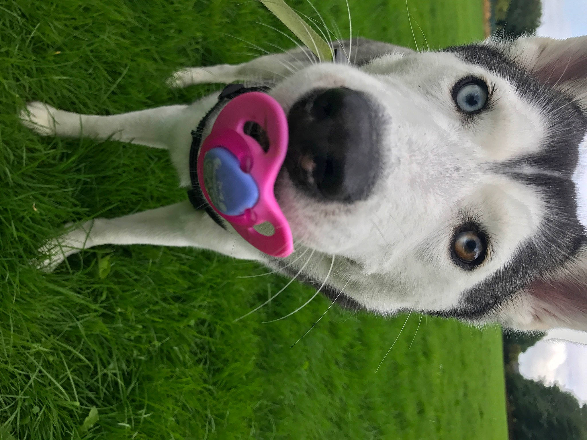 Mia is registered to the contest to win money with this photo: canidae, carnivore, collar, companion_dog, dog, dog_breed, dog_collar, dog_supply, fawn, fur, grass, mammal, pet_supply, plant, siberian_husky, sled_dog, snout, sporting_group, whiskers, working_animal