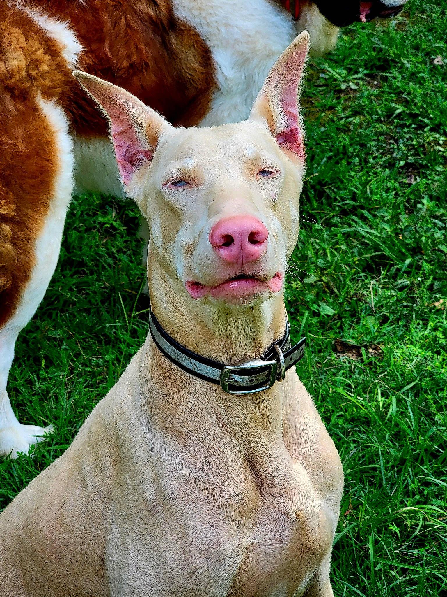 Ghost is registered to the contest to win money with this photo: collar, cow_goat_family, dog_breed, dog_collar, ear, event, fawn, fur, grass, grassland, happy, human_leg, landscape, livestock, pasture, plant, snout, terrestrial_animal, whiskers, working_animal