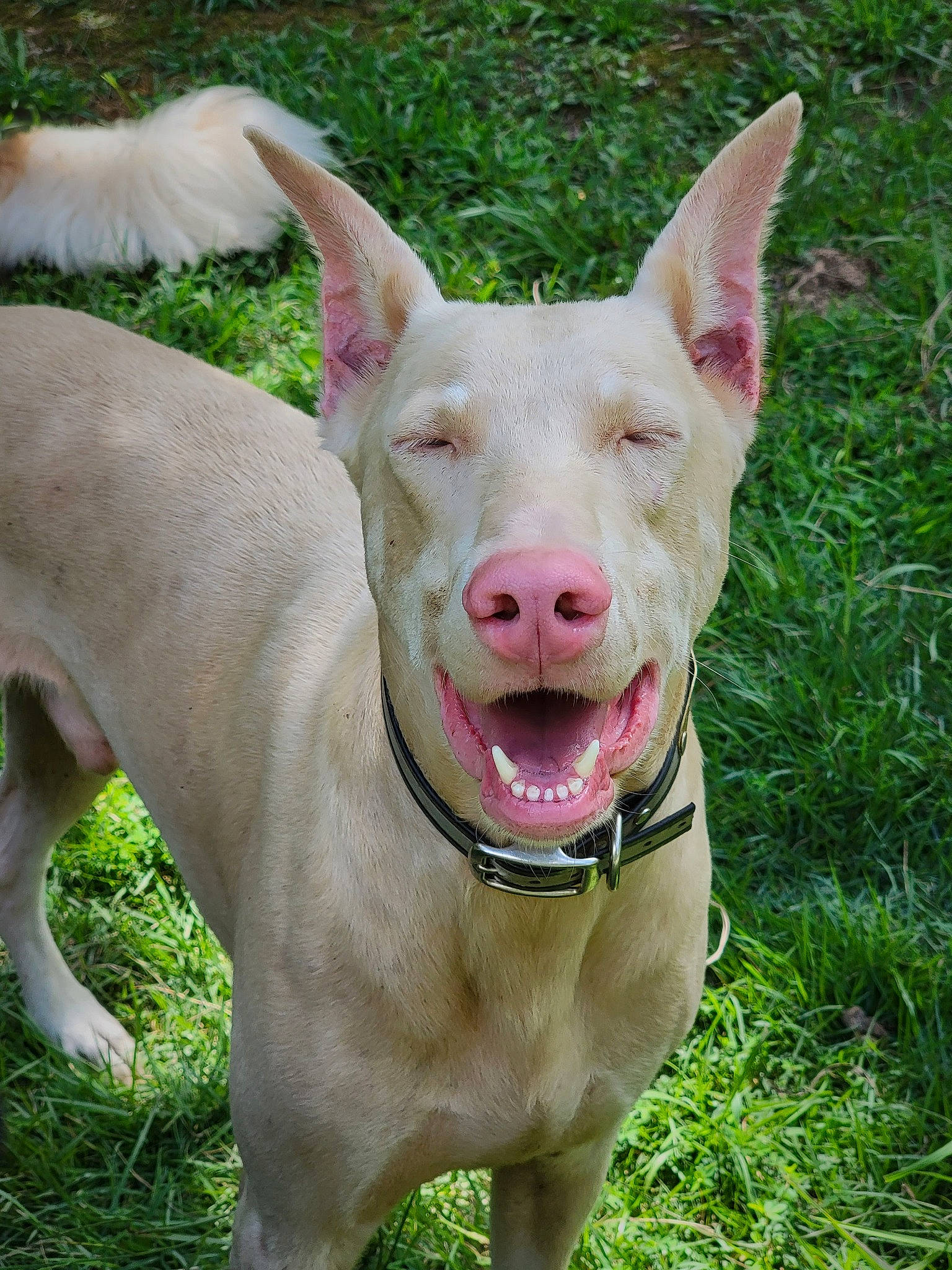 Ghost joined the competition — help win amazing prizes! canidae, carnivore, collar, companion_dog, dog, dog_breed, dog_collar, ear, fashion_accessory, fawn, gesture, grass, liver, plant, snout, sporting_group, tail, terrestrial_animal, whiskers, working_animal