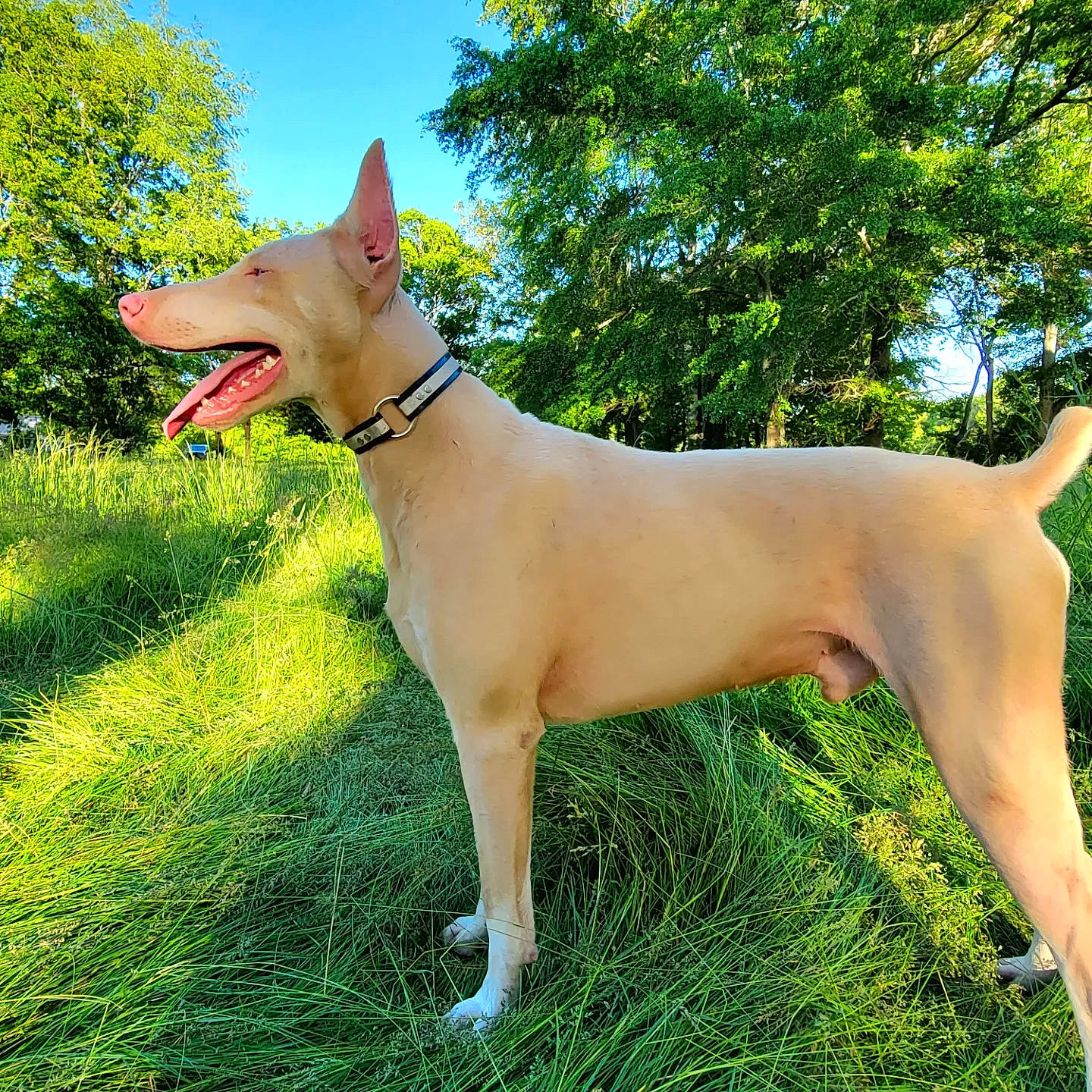 Ghost joined the competition — help win amazing prizes! canidae, carnivore, collar, companion_dog, dog, dog_breed, dog_collar, dog_supply, fawn, grass, hunting_dog, non_sporting_group, plant, sky, sporting_group, tail, terrestrial_animal, tree, working_animal, working_dog