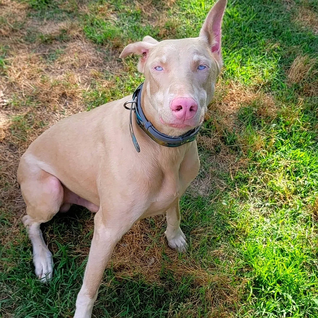 Ghost is registered to the contest to win money with this photo: canidae, carnivore, collar, companion_dog, dog, dog_breed, dog_collar, dog_supply, fashion_accessory, fawn, grass, hunting_dog, liver, non_sporting_group, snout, sporting_group, tail, terrestrial_animal, whiskers, working_animal