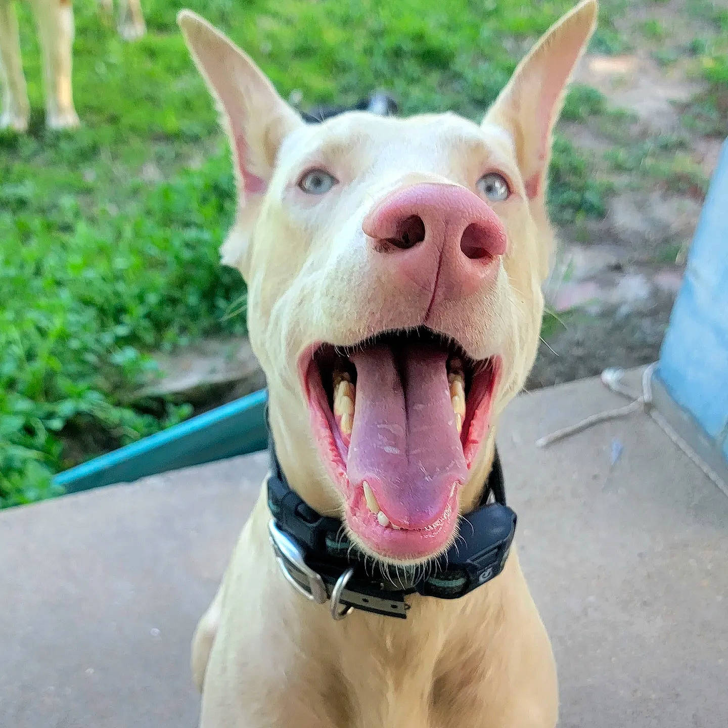 Ghost joined the competition — help win amazing prizes! canidae, carnivore, collar, companion_dog, dog, dog_breed, dog_collar, ear, fang, fashion_accessory, fawn, grass, happy, jaw, old_english_terrier, snout, sporting_group, whiskers, working_animal, yawn