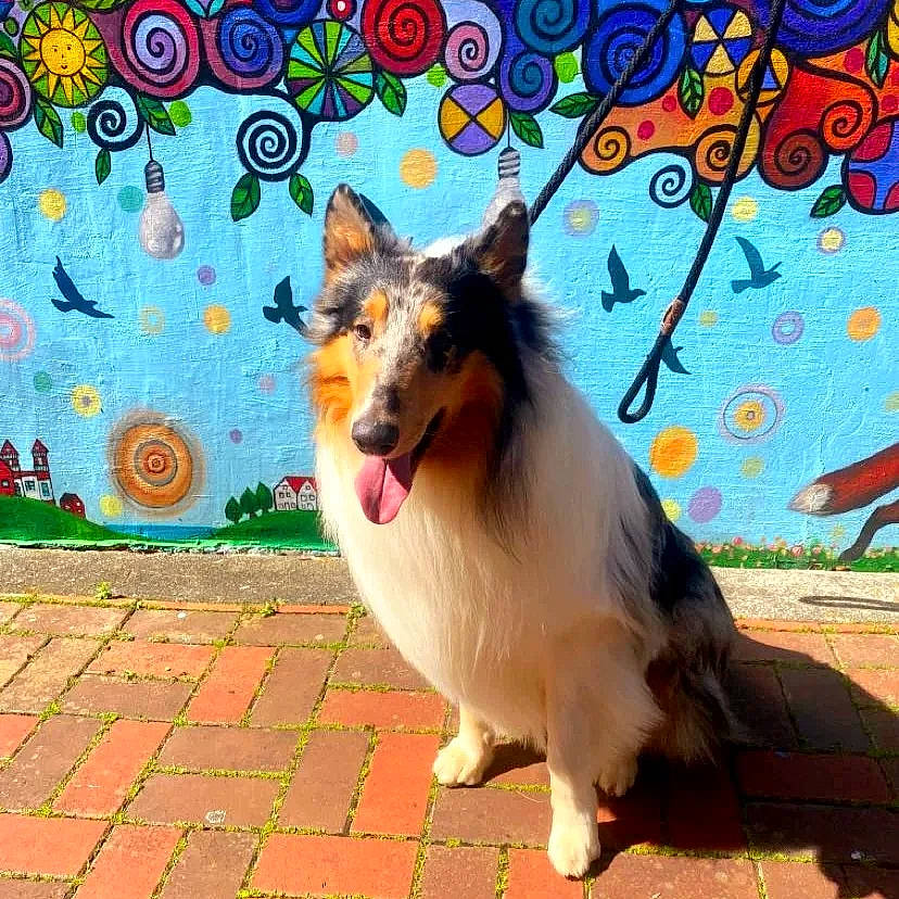Princeton Stone Aka Prince is registered to the contest to win money with this photo: art, carnivore, collar, collie, companion_dog, dog, dog_breed, dog_supply, fur, herding_dog, paw, plant, rough_collie, scotch_collie, shetland_sheepdog, snout, sporting_group, tail, whiskers, working_dog