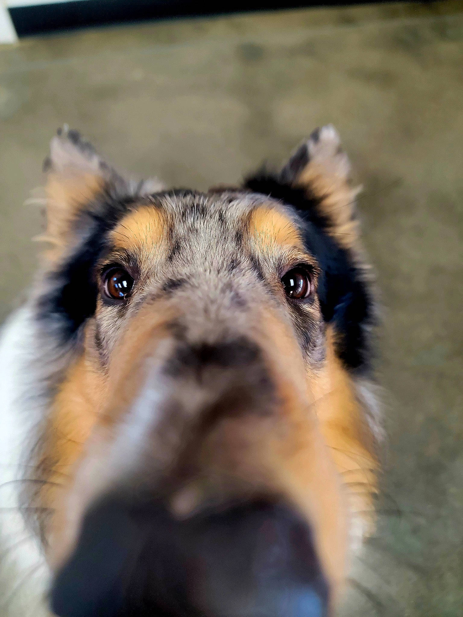 Princeton Stone Aka Prince joined the competition — help win amazing prizes! canidae, canis, carnivore, dog, dog_breed, eye, fawn, fur, german_shepherd_dog, grass, herding_dog, old_german_shepherd_dog, snout, sporting_group, terrestrial_animal, whiskers, wildlife, wood, working_animal, working_dog