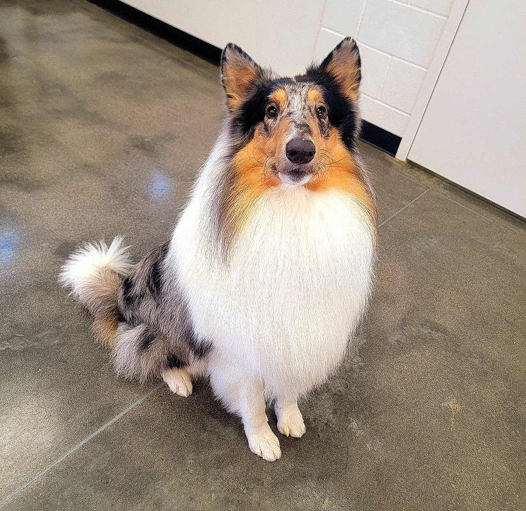 Princeton Stone Aka Prince