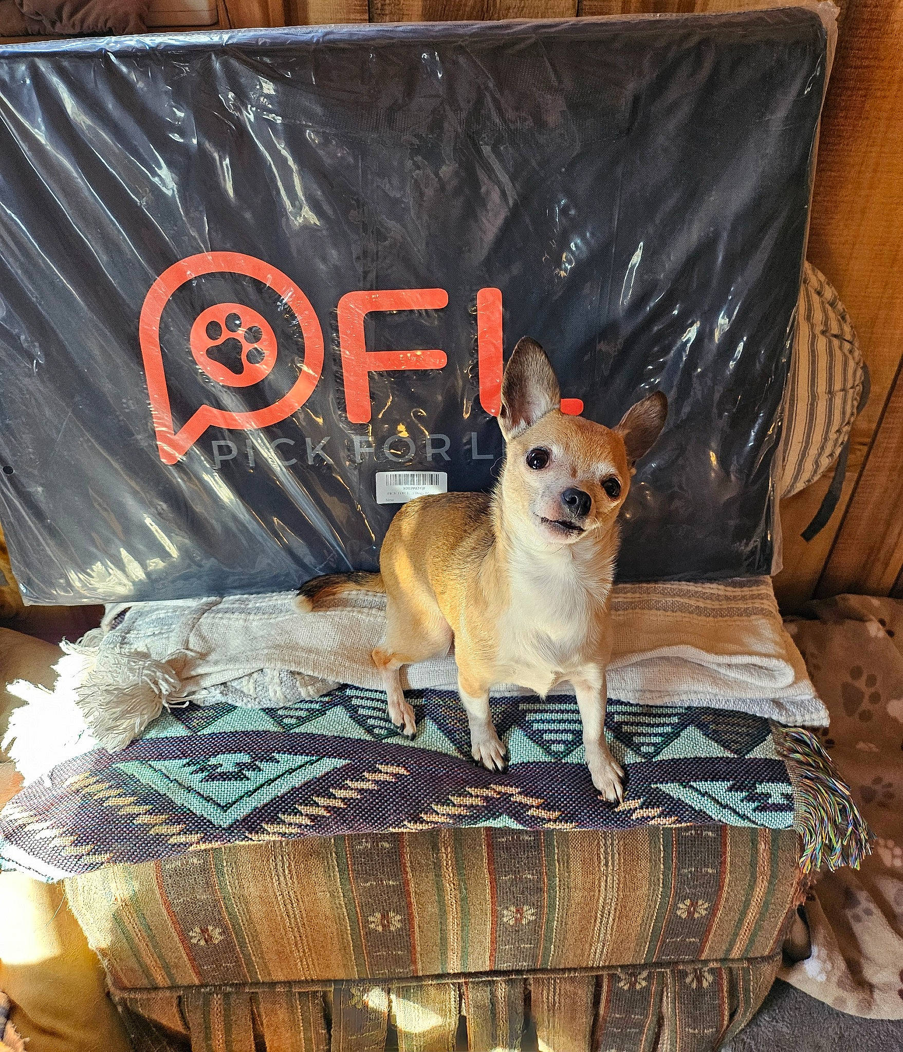 Bitsy Marie is registered to the contest to win money with this photo: basket, canidae, carnivore, chihuahua, companion_dog, dog, dog_breed, dog_supply, fawn, felidae, font, linens, pet_supply, photo_caption, snout, sporting_group, storage_basket, tail, toy_dog, whiskers
